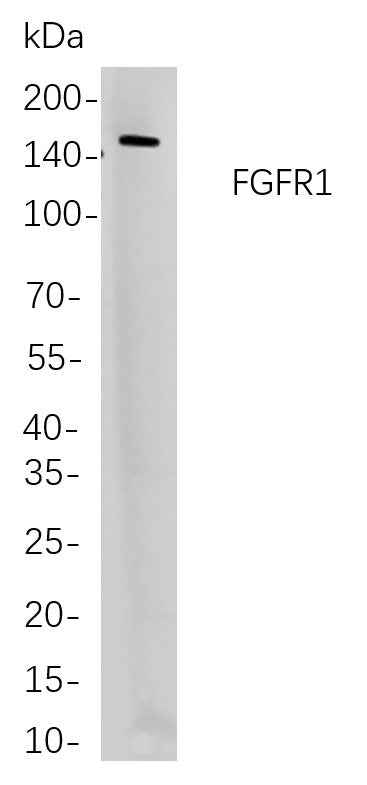 Anti-Human FGFR1 Antibody [B855] - ABMIUM