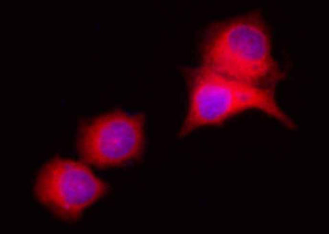 Anti-Human LRPAP1 Antibody [B137] - ABMIUM