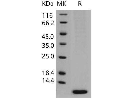 > 96 % as determined by reducing SDS-PAGE.