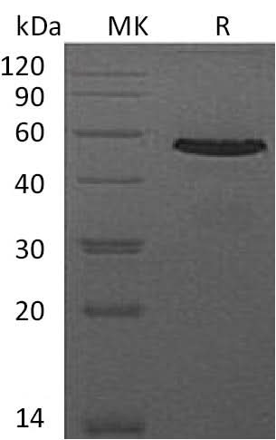Recombinant Mouse CD40/TNFRSF5 Protein (Fc Tag) - ABMIUM