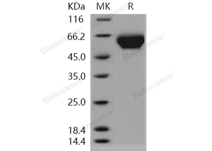 > 97 % as determined by reducing SDS-PAGE.