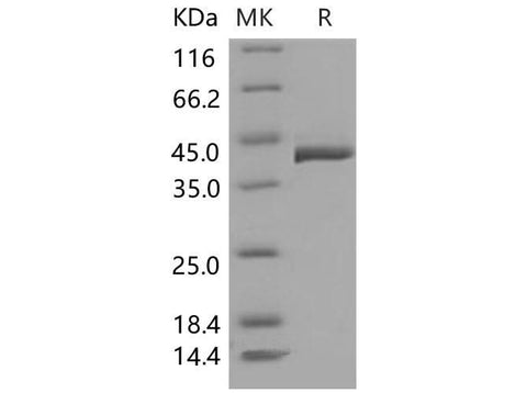 > 95 % as determined by reducing SDS-PAGE.