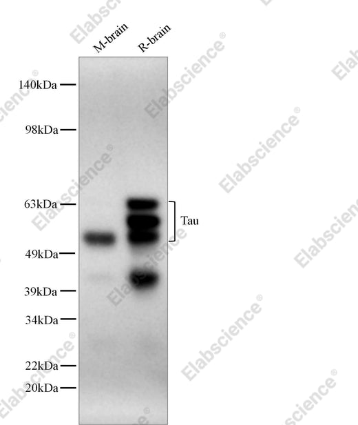 Elabscience AN300622L Tau validation image 1