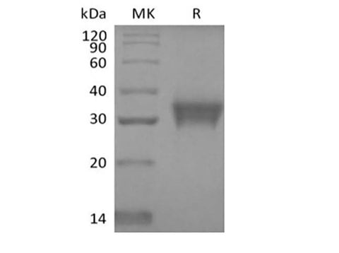 > 95 % as determined by reducing SDS-PAGE.