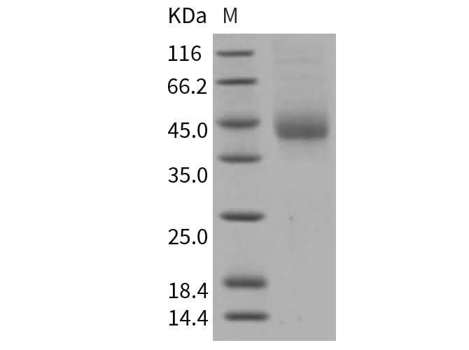 > 85 % as determined by reducing SDS-PAGE.