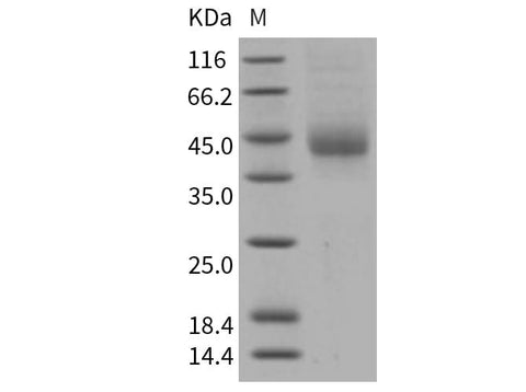 > 85 % as determined by reducing SDS-PAGE.