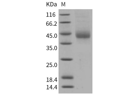 > 85 % as determined by reducing SDS-PAGE.