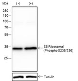 Anti-Human/Mouse Phospho-S6 Ribosomal Protein (Ser235, Ser236) Antibody [A796] - ABMIUM
