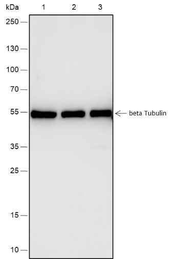 Anti-Human/Rat/Mouse beta Tubulin Antibody [A488] - ABMIUM