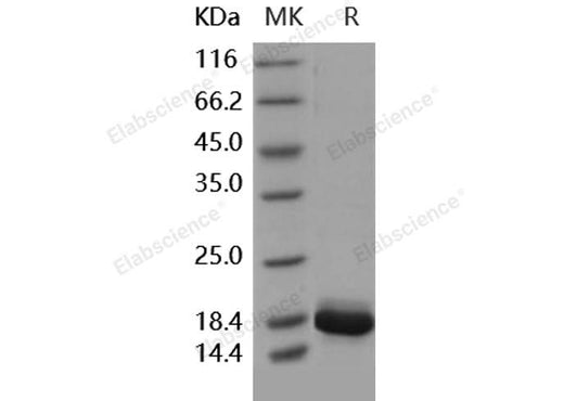 > 98 % as determined by reducing SDS-PAGE.