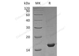 > 97 % as determined by reducing SDS-PAGE.