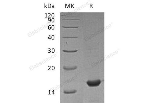 > 97 % as determined by reducing SDS-PAGE.