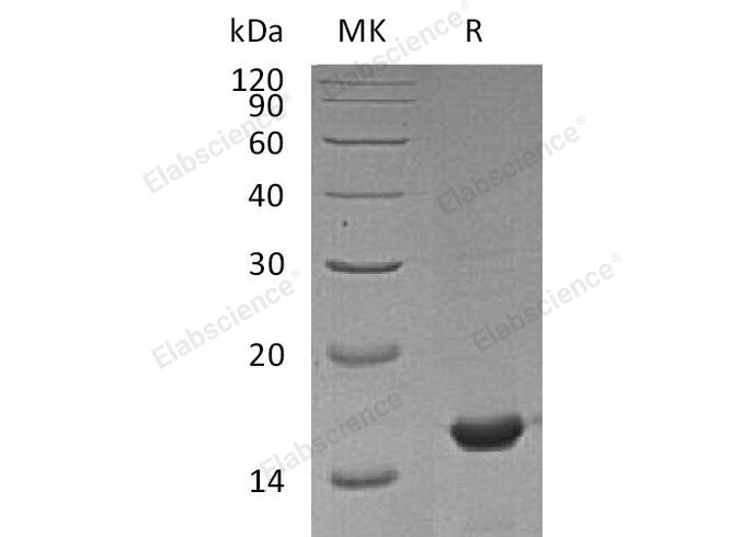 > 97 % as determined by reducing SDS-PAGE.