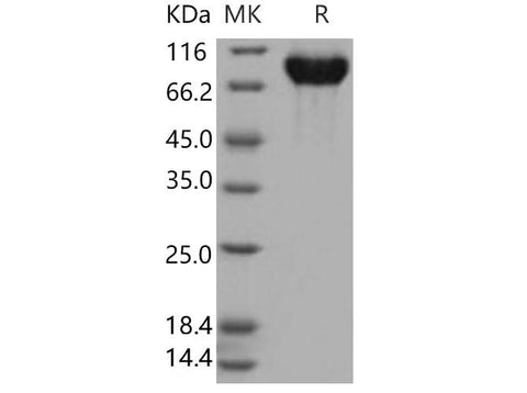 > 97 % as determined by reducing SDS-PAGE.