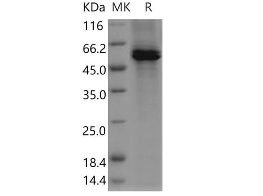 > 85 % as determined by reducing SDS-PAGE.