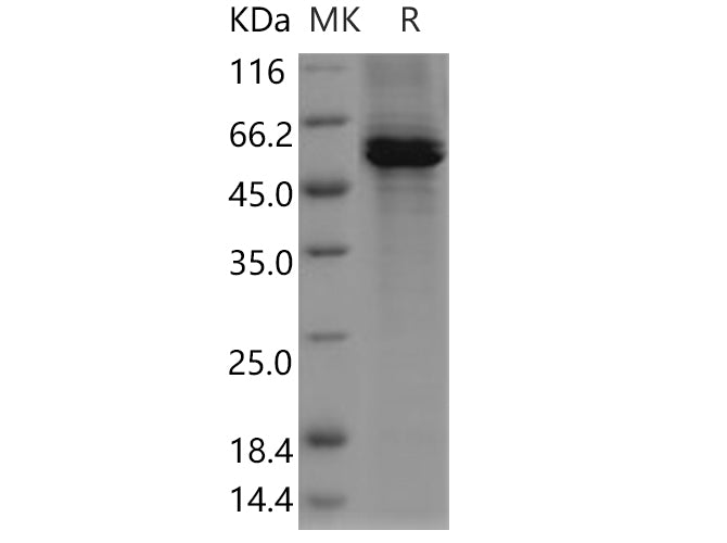> 85 % as determined by reducing SDS-PAGE.