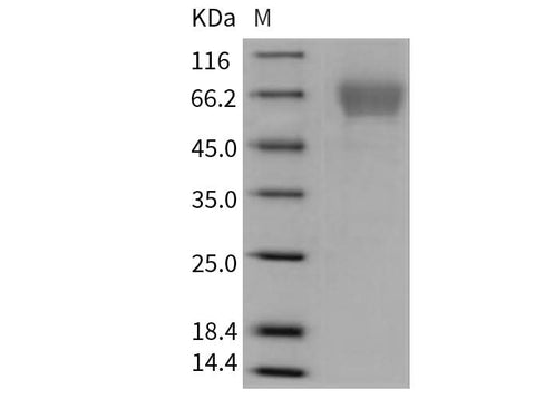 > 94 % as determined by reducing SDS-PAGE.