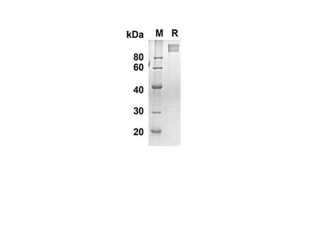 SDS-PAGE analysis of Human MAG proteins, 2 μg/lane of Recombinant Human MAG proteins was resolved with SDS-PAGE under reducing conditions, showing bands at 79.5 kDa.