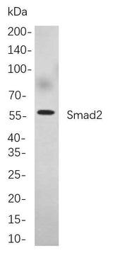 Anti-Human/Mouse/Rat Smad2 Antibody [B764]