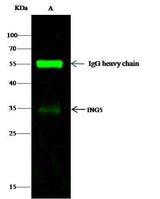 Anti-Human ING5 Antibody [B192]