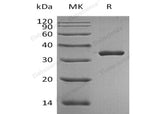 > 95 % as determined by reducing SDS-PAGE.