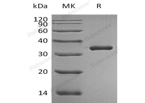 > 95 % as determined by reducing SDS-PAGE.