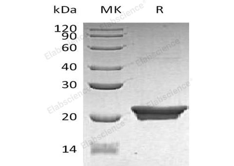 > 90 % as determined by reducing SDS-PAGE.