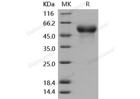 > 95 % as determined by reducing SDS-PAGE.