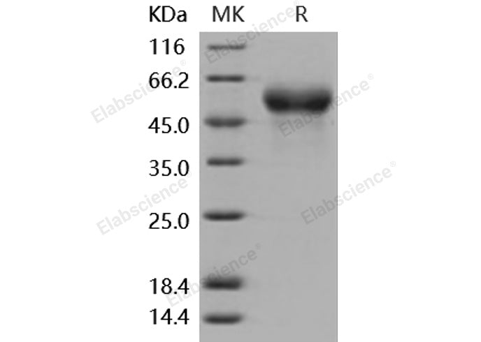 > 95 % as determined by reducing SDS-PAGE.