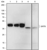 Anti-Human/Rat/Mouse SIRT6 Antibody [A547]