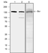 Anti-Human/Rat Bcr Antibody [A591]