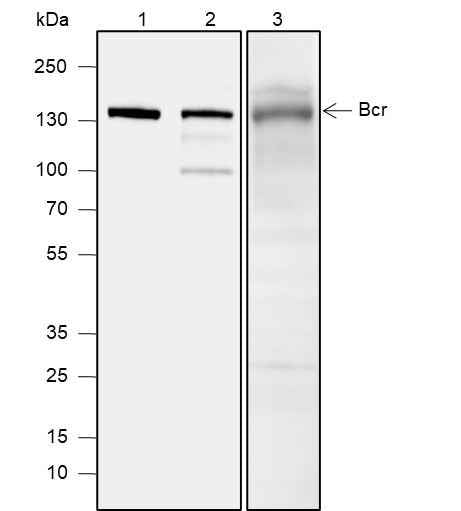 Anti-Human/Rat Bcr Antibody [A591]