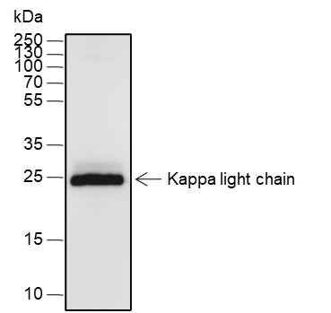 Anti-Human Kappa light chain Antibody [A559] - ABMIUM