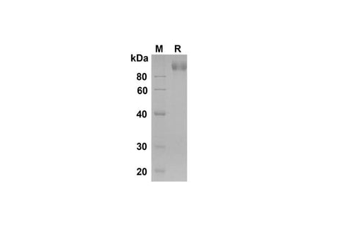 SDS-PAGE analysis of Mouse P-Selectin/CD62P proteins , 2 μg/lane of Recombinant Mouse P-Selectin/CD62P proteins was resolved with SDS-PAGE under reducing conditions , showing bands at 90 kDa.