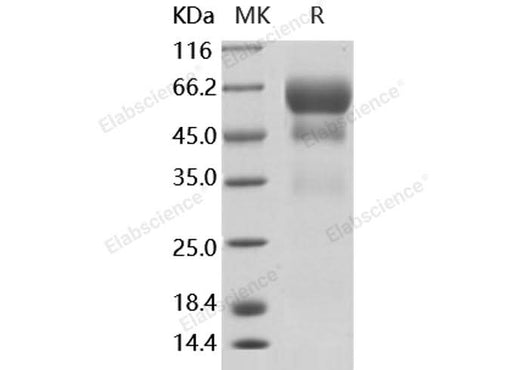 > 95 % as determined by reducing SDS-PAGE.