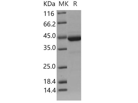 > 93 % as determined by reducing SDS-PAGE.