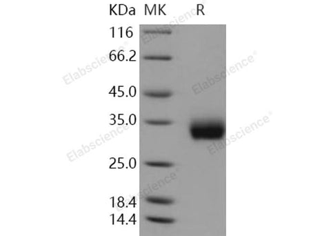 > 97 % as determined by reducing SDS-PAGE.