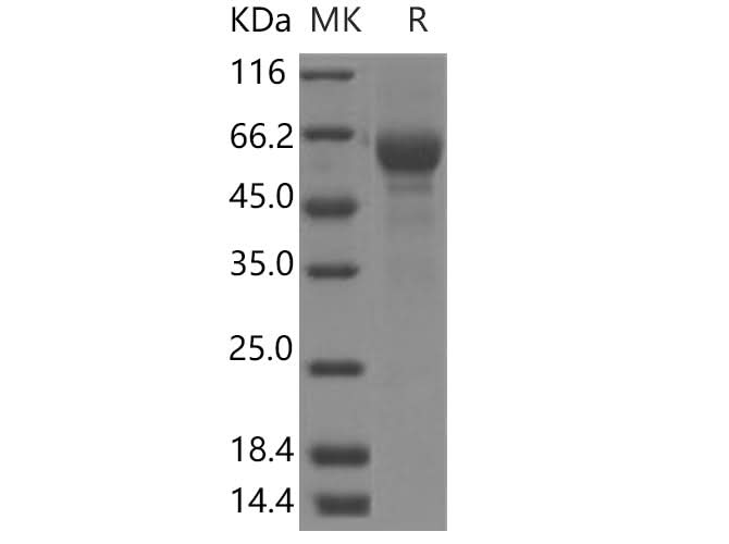 > 90 % as determined by reducing SDS-PAGE.