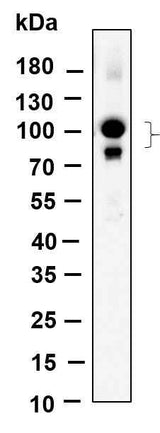 Anti-Human/Mouse/Rat CUL4A/B Antibody [B939]