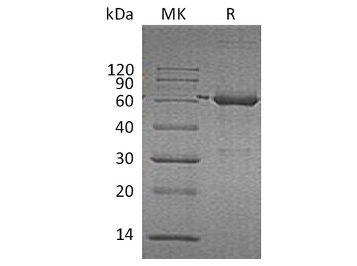 > 90 % as determined by reducing SDS-PAGE.