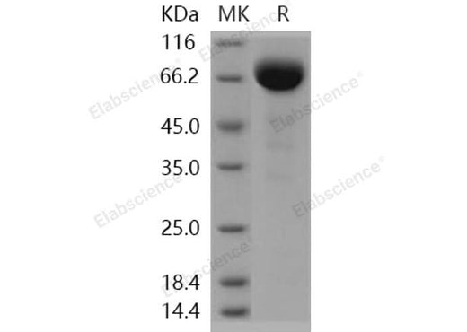 > 95 % as determined by reducing SDS-PAGE.