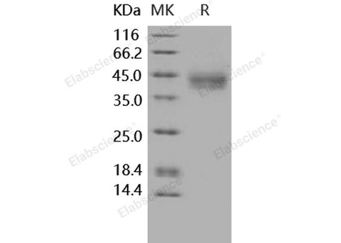 > 95 % as determined by reducing SDS-PAGE.