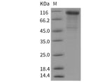 > 90 % as determined by reducing SDS-PAGE.