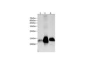 Anti-Mouse/Rat/Human GAL7 Antibody - ABMIUM
