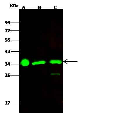 Anti-Human ECH1 Antibody [B196] - ABMIUM
