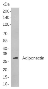 Anti-Human/Mouse/Rat Adiponectin Antibody [B729]
