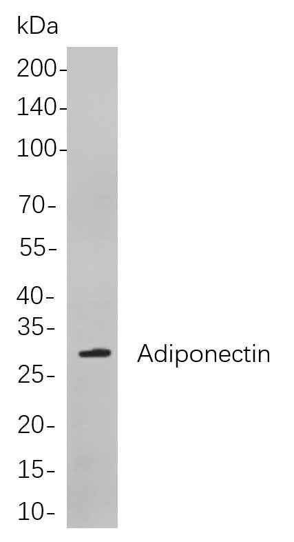 Anti-Human/Mouse/Rat Adiponectin Antibody [B729] - ABMIUM