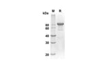 SDS-PAGE analysis of Human SEMA3A proteins, 2 μg/lane of Recombinant Human SEMA3A proteins was resolved with an SDS-PAGE under reducing conditions, showing bands at 82.2 kDa.