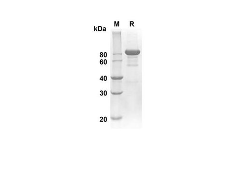 SDS-PAGE analysis of Human SEMA3A proteins, 2 μg/lane of Recombinant Human SEMA3A proteins was resolved with an SDS-PAGE under reducing conditions, showing bands at 82.2 kDa.