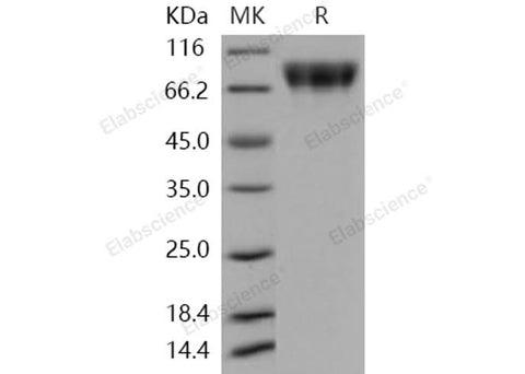 > 97 % as determined by reducing SDS-PAGE.